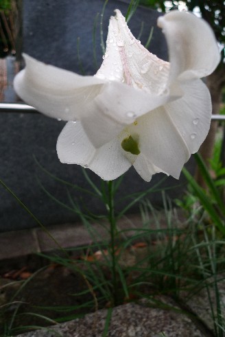 小平霊園百合の花アップ.jpg