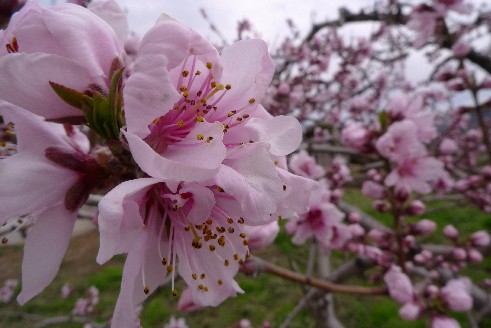 ふるさと公園桃の花.jpg