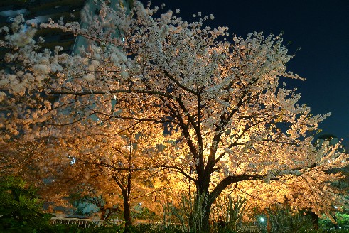 神田川の夜桜.jpg