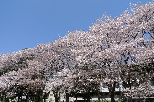 坂戸の公園の桜1.jpg