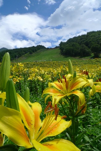 ゆりの里1.jpg