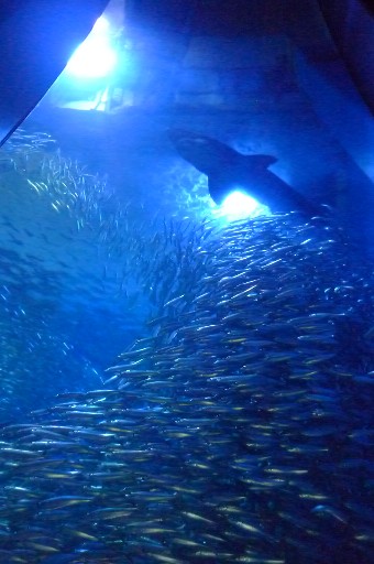 八景島小魚の群泳とサメ.jpg