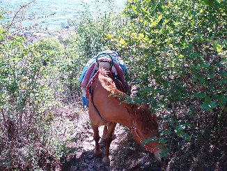 あたしのお馬さん