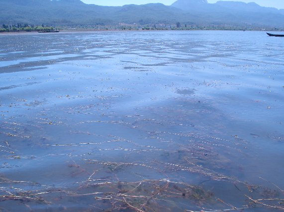 拉市海