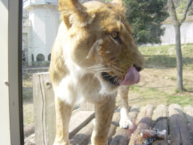 ライオン