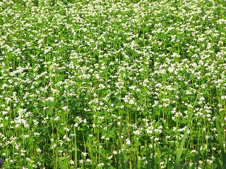 そばの花