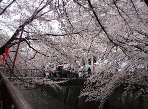 目黒川の桜