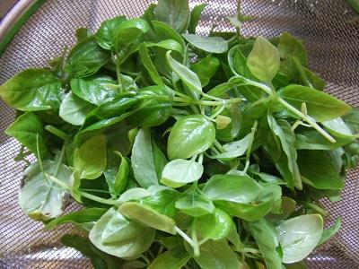 20080704間引き・天芽摘みしたバジル2.JPG
