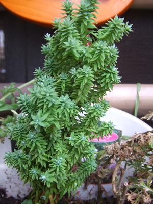 20080826ちょっと変わったコニファー2.JPG