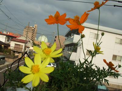 20080810黄色とオレンジのコスモス同時に2.JPG