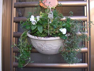 2008090813玄関ハンギングに日々草追加.JPG