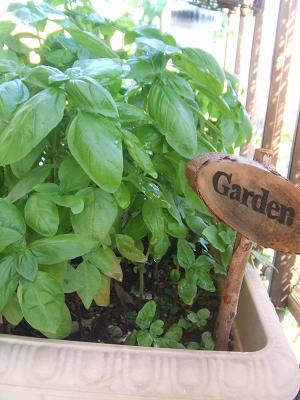2008090814バジルガーデン.JPG