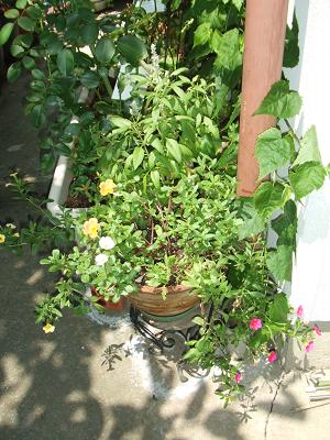 20080807ウェルカムフラワーにポーチュラカ追加2.JPG