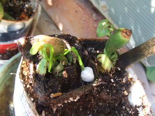 2008101503鉢上げしていないパキラ2.JPG