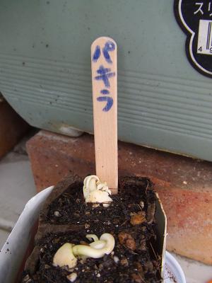 20080904パキラの芽が出た2.JPG