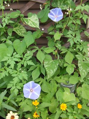 20080810見えるところに咲いたベランダの朝顔.JPG