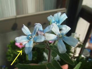2008102105ブルースター、五輪同時開花！2.JPG