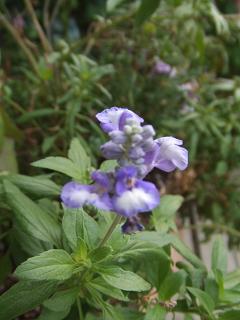 2008102303サルビアファリアセナ2.JPG