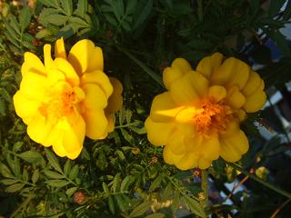 2008101906マリーゴールド2.JPG