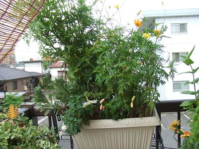 20080822植え替えたプランター2.JPG