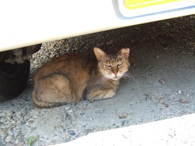 20080809暑さで近所の猫も車の下へ避難2.JPG