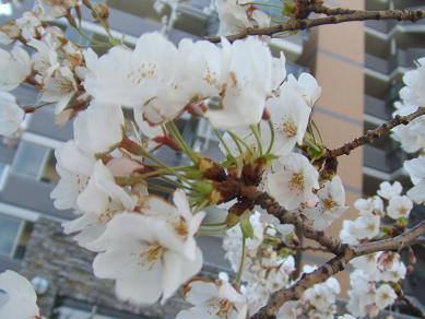 20080401桜拡大2.JPG