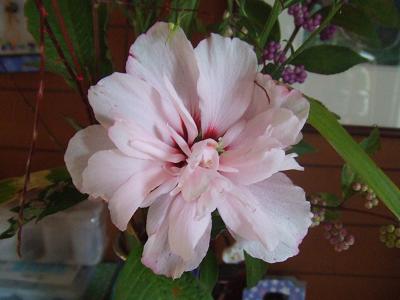2008091310実家の芙蓉拡大2.JPG