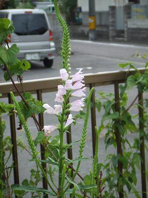20080806庭のピンクの花。トラノオかな？2.JPG
