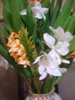 2008091311実家のジンジャーの花、オレンジと白、香が良い2.JPG