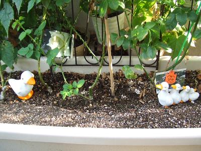 20080827アヒルのガーデンオブジェinプランター2.JPG
