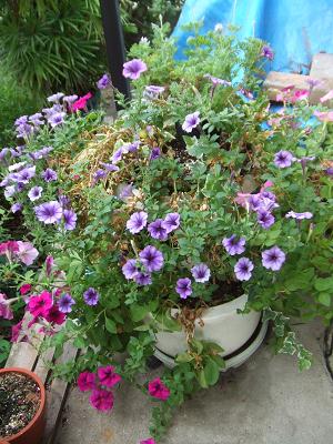 20080806紫カーペットペチュニア拡大、下は紅色のペチュニア2.JPG