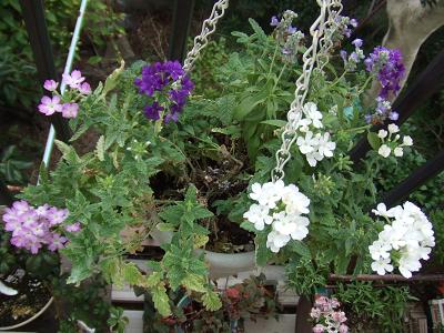 20080806ハンギングのバーベナ三色2.JPG