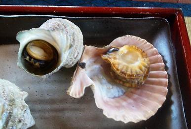 20110716さざえ、緋扇貝2.JPG