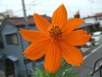 20080707オレンジコスモス2.JPG