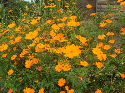 2008091320実家のオレンジコスモス2.JPG