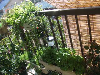 2008092315ベランダガーデン東南2.JPG