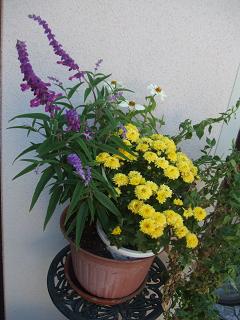 2008100409菊、アメジストセージ、ジニアの寄せ植え2.JPG