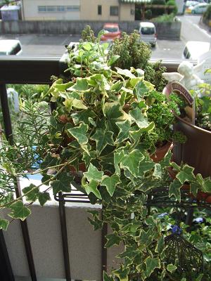 20080723グリーンのストロベリーポット2.JPG
