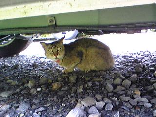 20080731庭のパジェロの下にいた猫.jpg