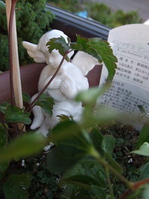 20080812クレマチスの苗とエンジェル拡大2.JPG