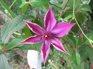 2008092501クレマチス開花2.JPG