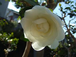 20081122山茶花？2.JPG