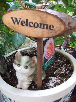 20080813ウエルカムピックと猫2.JPG