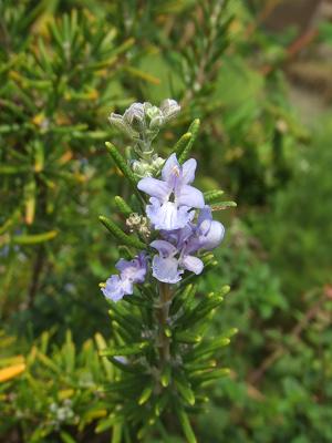 2008091325実家のローズマリーのブルーの花2.JPG