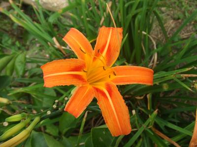 2008091328実家のオレンジのユリ？2.JPG