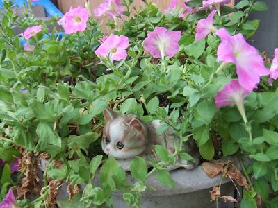 20080813門猫とペチュニア2.JPG