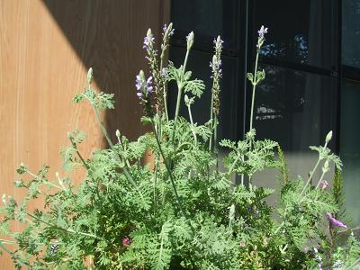 20080831客間たたきのラベンダー2.JPG