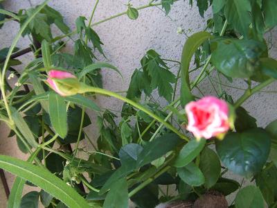 20080831つるバラ、ピンクストリーム2.JPG