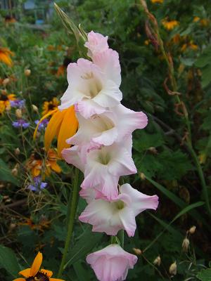 20080718庭のグラジオラス。ピンクは珍しい？2.JPG