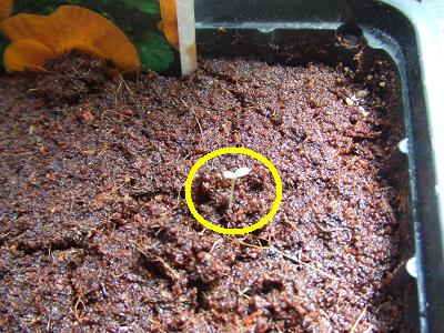 20080831黄色パンジーの発芽2.JPG